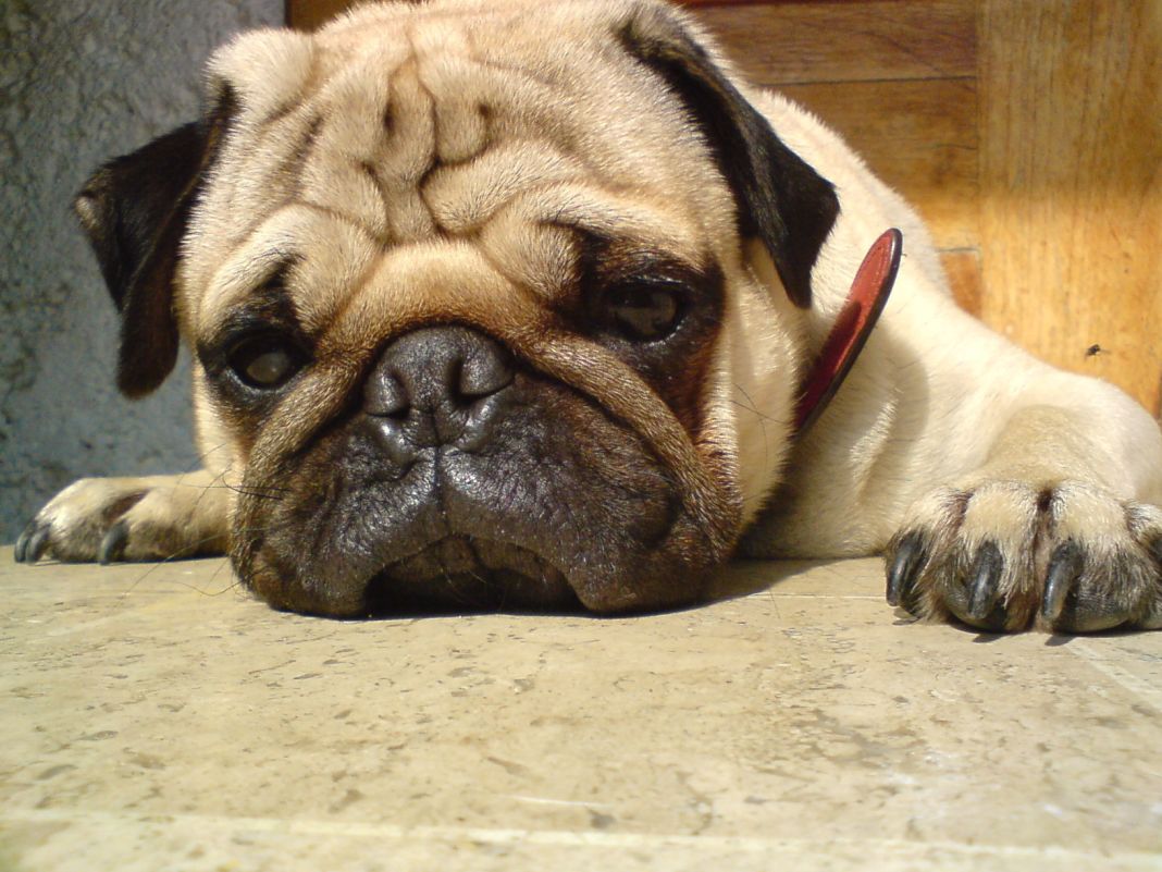 Cuáles son los síntomas del parvovirus canino