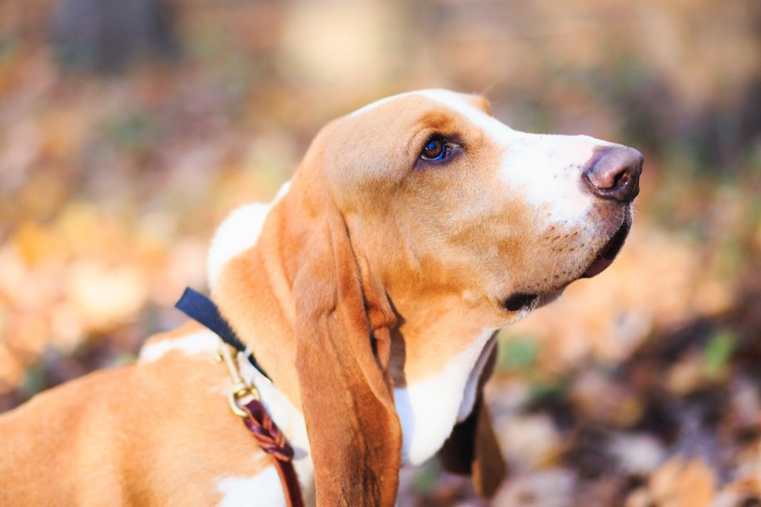¿Cómo Saber si un Perro tiene Sarna?