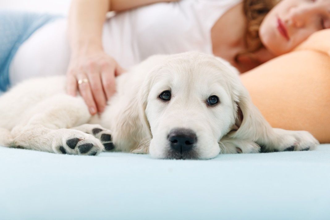 Recuperación de la Sarna en Perros