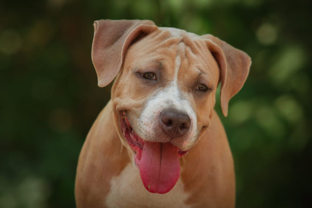 Los perros muestran su afecto estando cerca de sus dueños