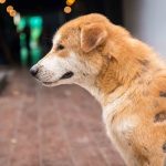 Sarna en perros: todo lo que necesitas saber sobre esta enfermedad de la piel
