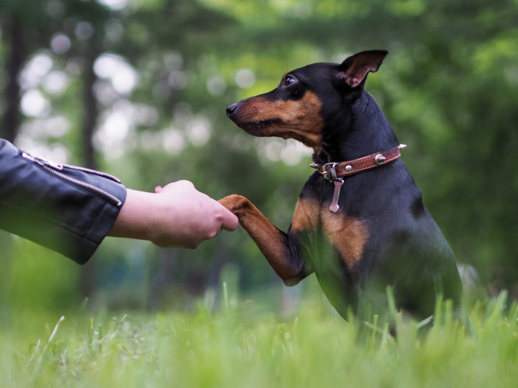 Los perros felices se sienten seguros 