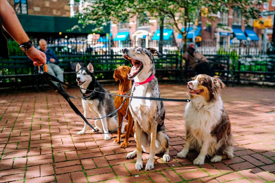 Pasear a tu perro: bueno para la salud 