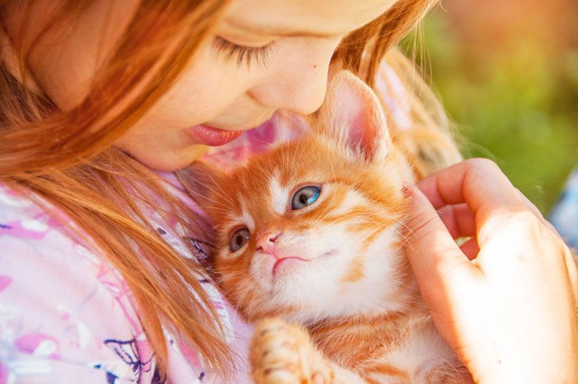 Razones para adoptar un gato de refugio 
