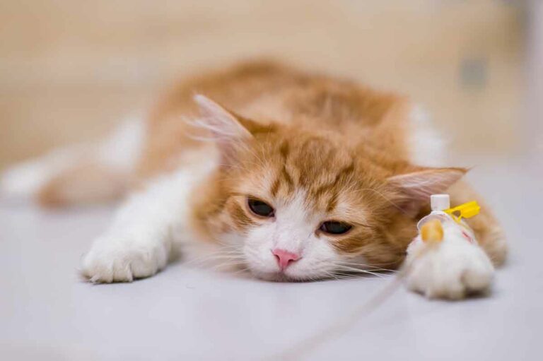 ¿Qué es la clamidia felina?
