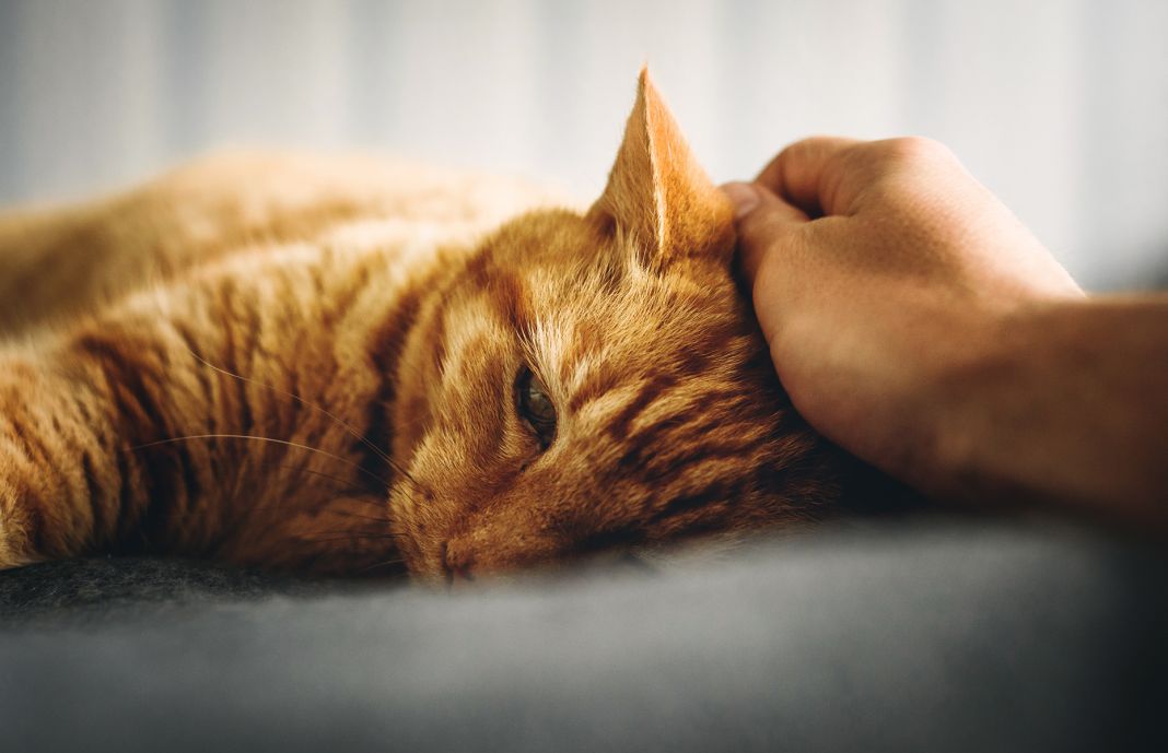 Cómo se Diagnostica el Virus de la Inmunodeficiencia Felina