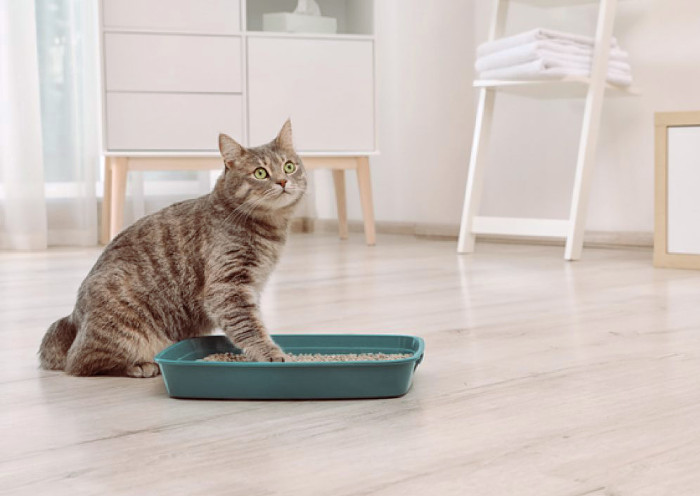 Cómo tratar la panleucopenia Felina
