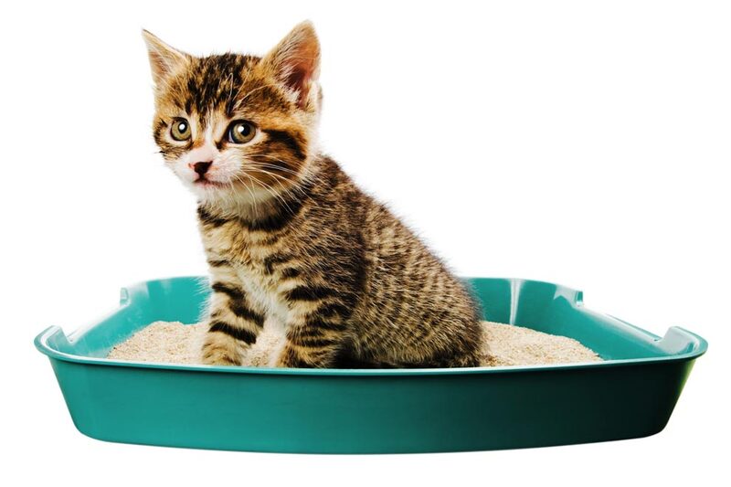 Tratamiento de la infección del tracto urinario en gatos