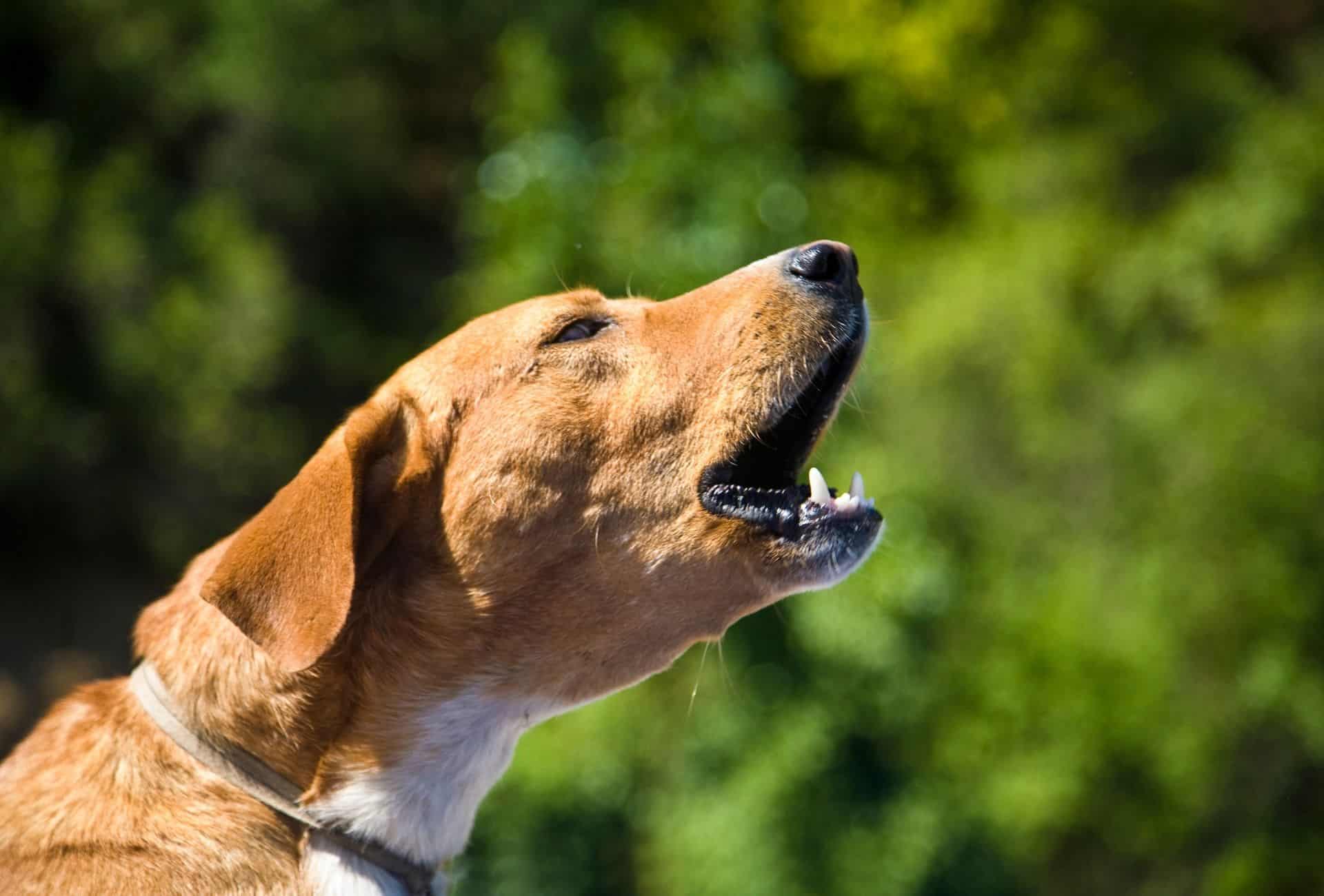Cómo prevenir la enfermedad de Lyme en los perros