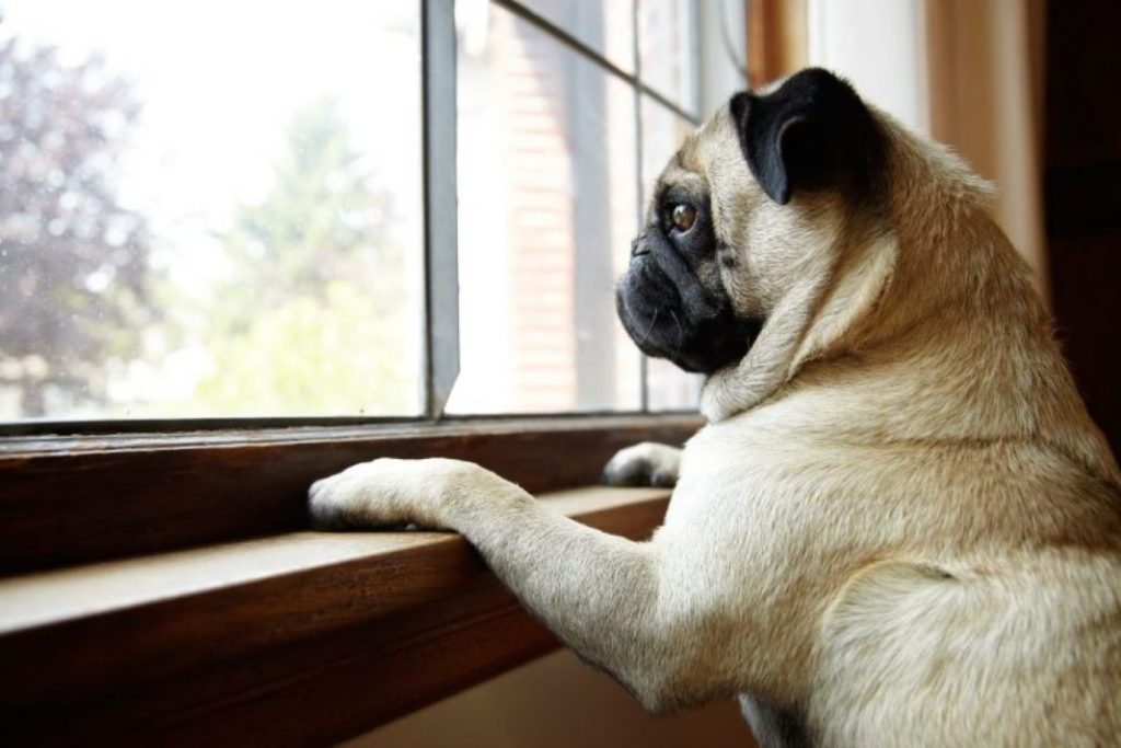 Signos de ansiedad en perros 