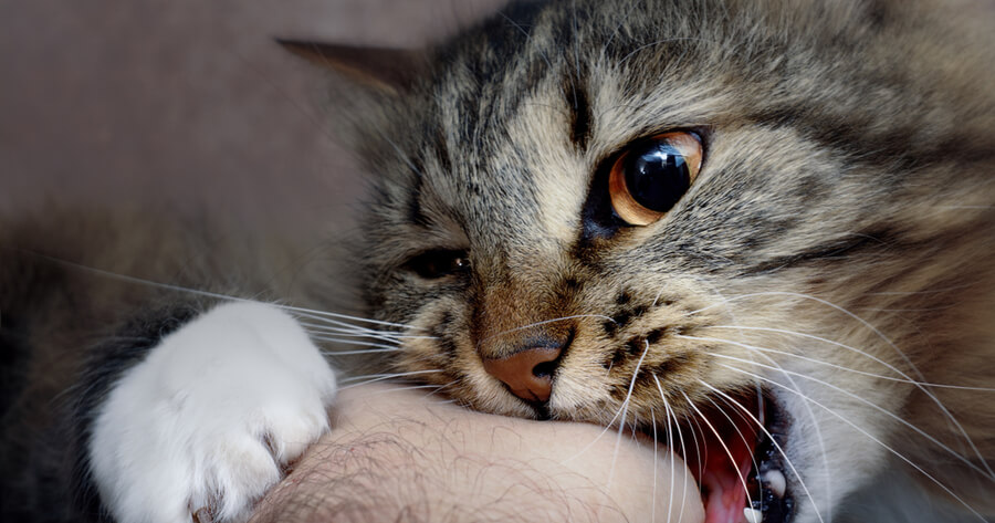 ¿Por qué los gatos muerden a sus dueños?
