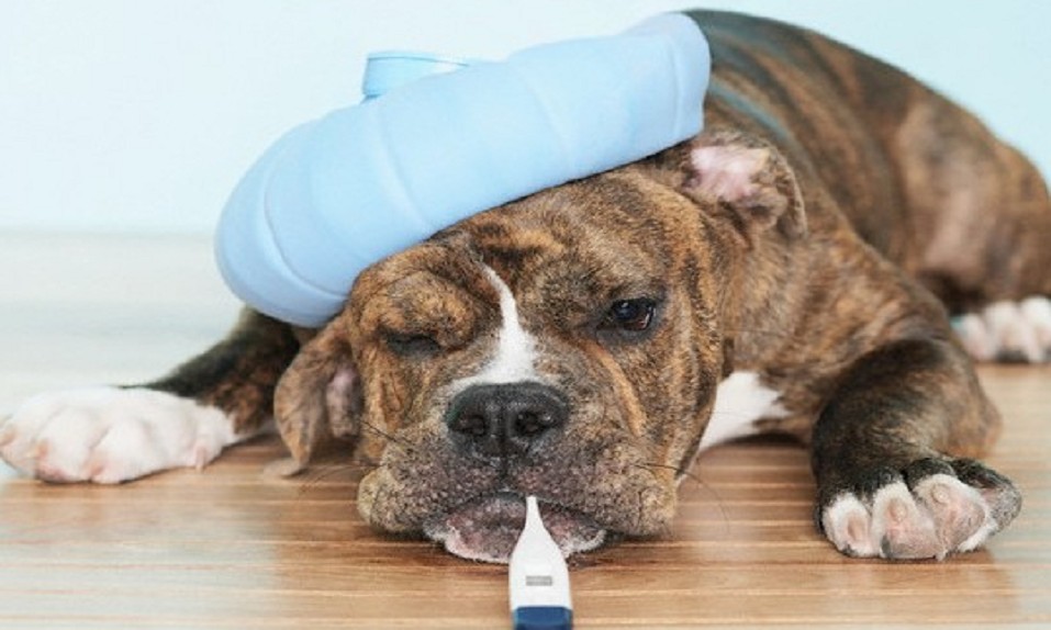 Temperatura corporal en perros 