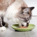 Gatos: consejos para darles una dieta equilibrada
