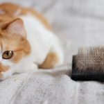 Gatos y las bolas de pelos: consejos prácticos para una buena salud digestiva