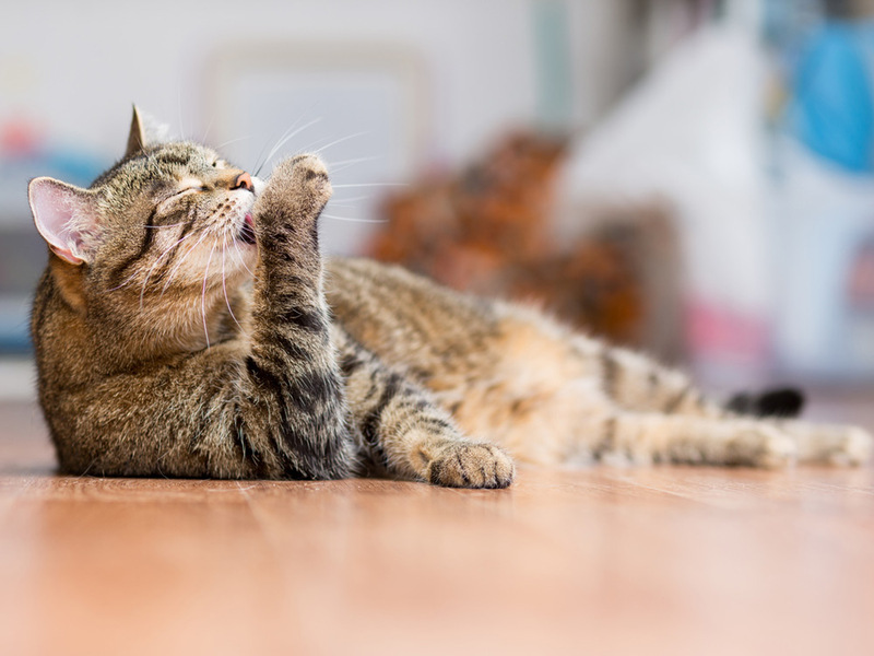¿Qué es una alergia en gatos?