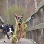 Perros: maneras efectivas de ejercitarlos