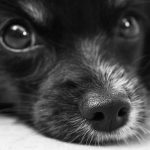 Perros: cómo prevenir la ansiedad por separación