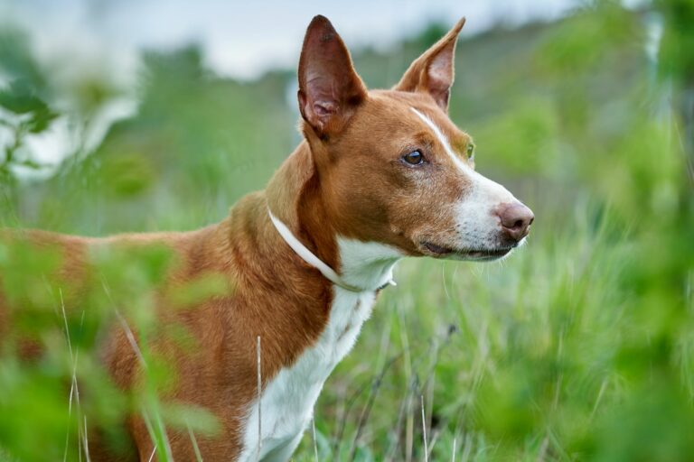 Podenco Andaluz 