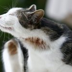 Gatos: consejos para aliviarles la alergia