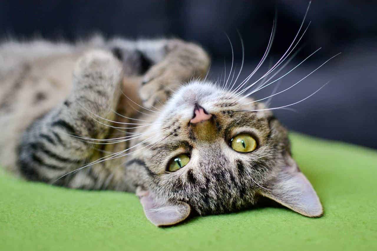 Las bolas de pelo son un problema común en gatos y pueden ser dolorosas y causar problemas digestivos. Por lo tanto, es importante prevenir y tratar las bolas de pelo en gatos para mantener una buena salud digestiva.