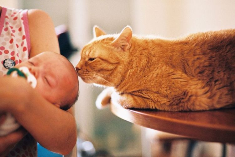 Terapias para aliviar la ansiedad en mascotas