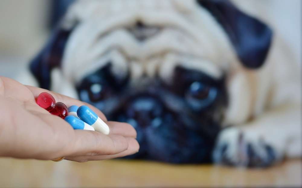 ¿Qué es la ansiedad en mascotas?