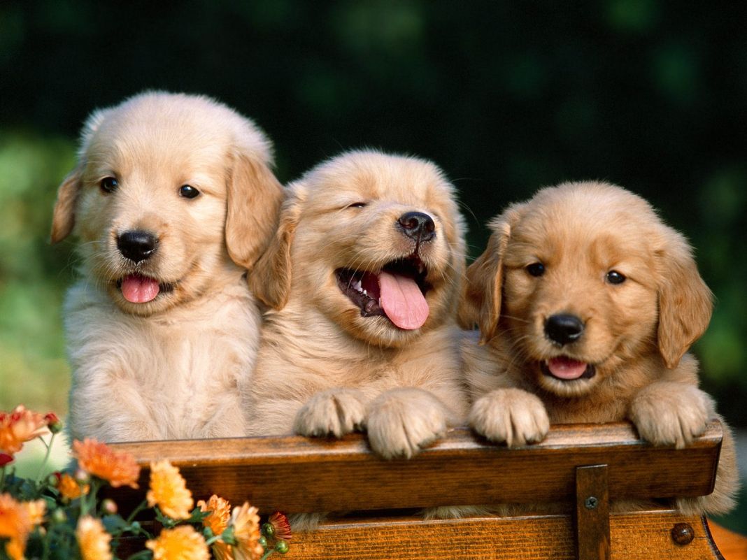 ¿Qué tipos de alimentos deben darse a los perros?