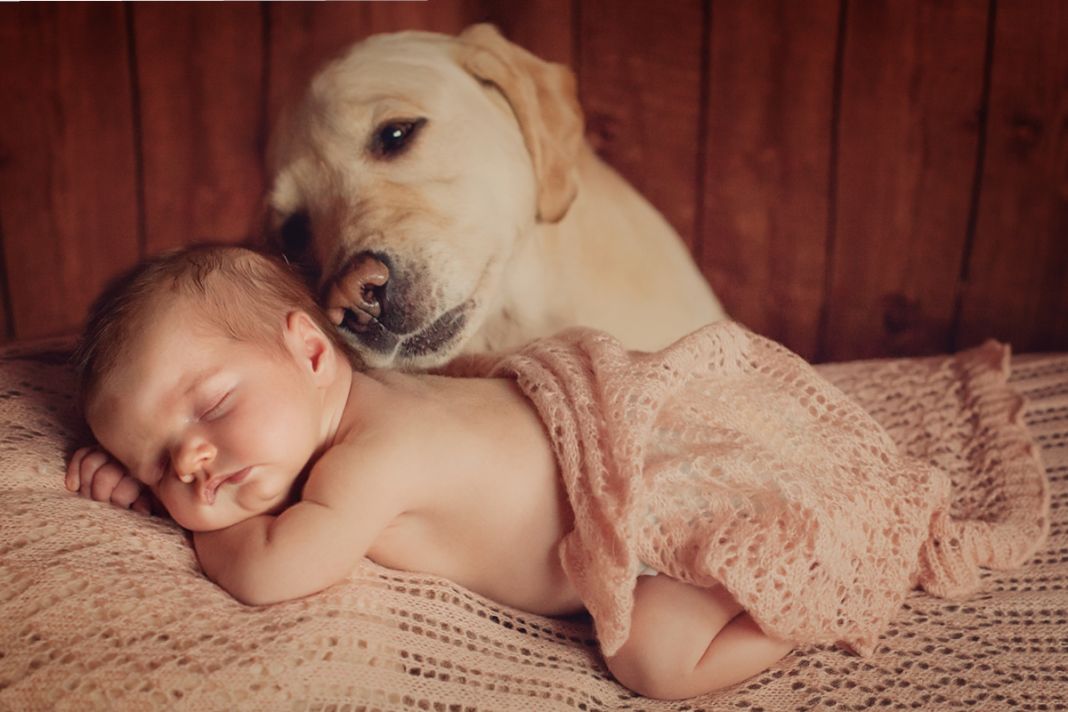 Preparar al perro para el nacimiento de un bebé