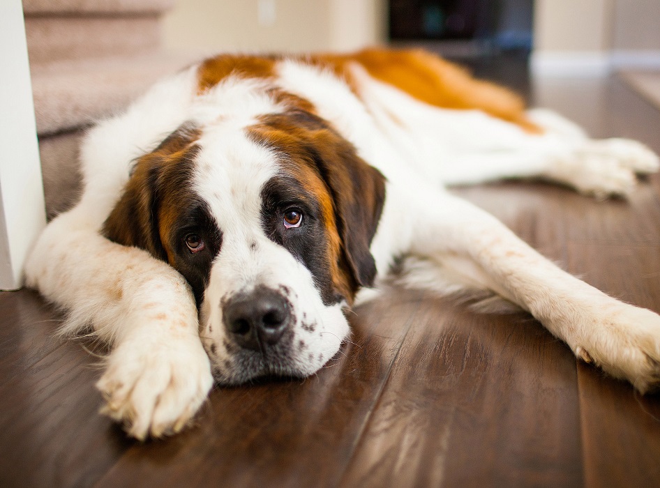 ¿Los perros pueden llorar?