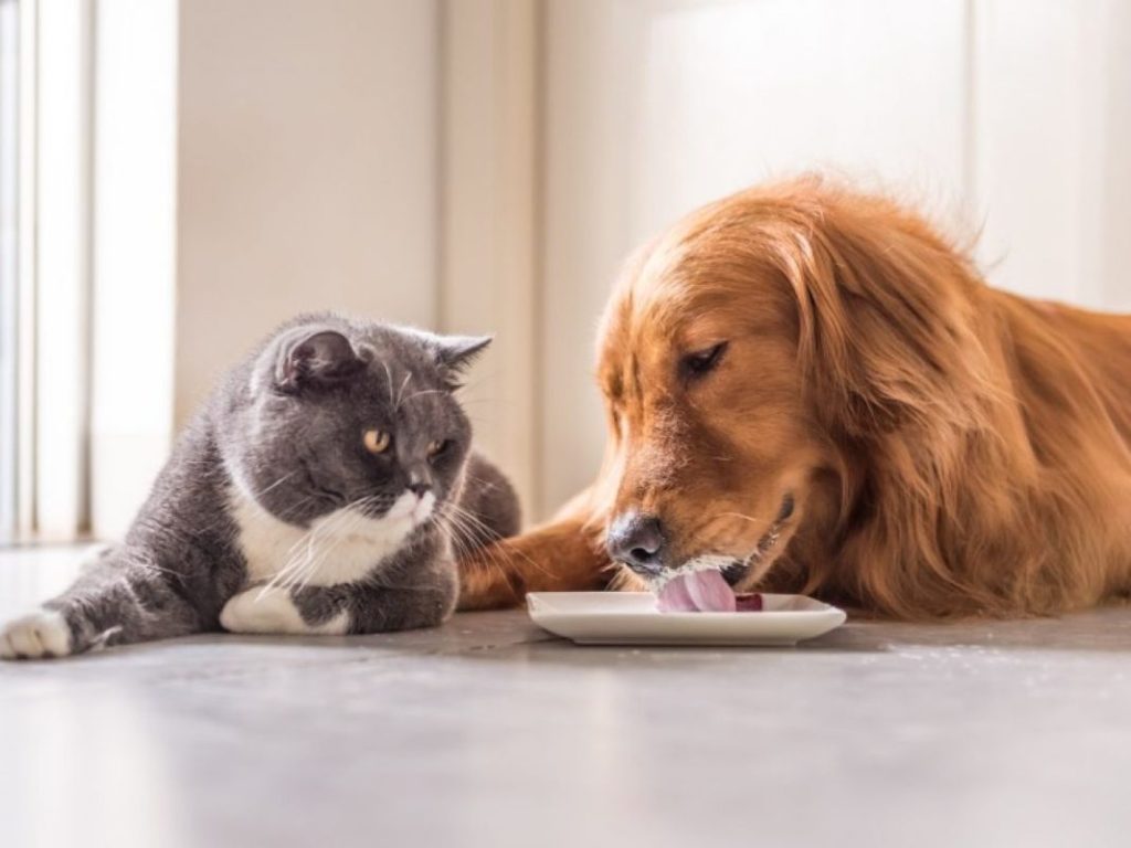 ¿Pueden los perros beber leche?