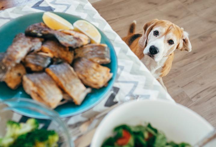 ¿Pueden los perros comer pescado?