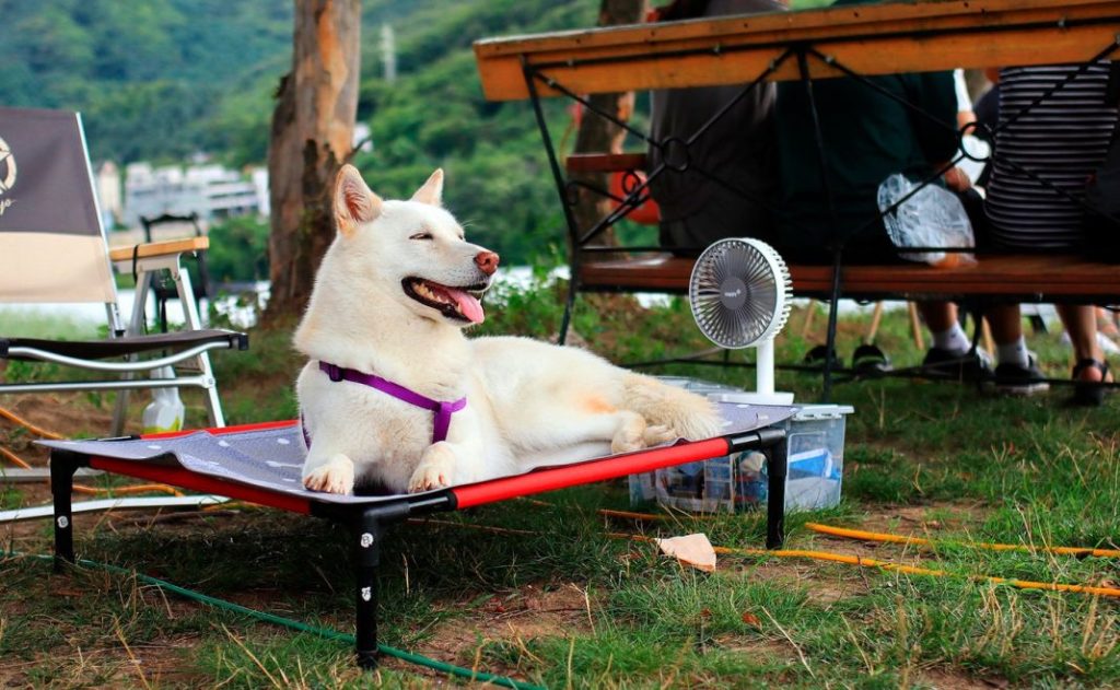 Efectos del calor en las mascotas