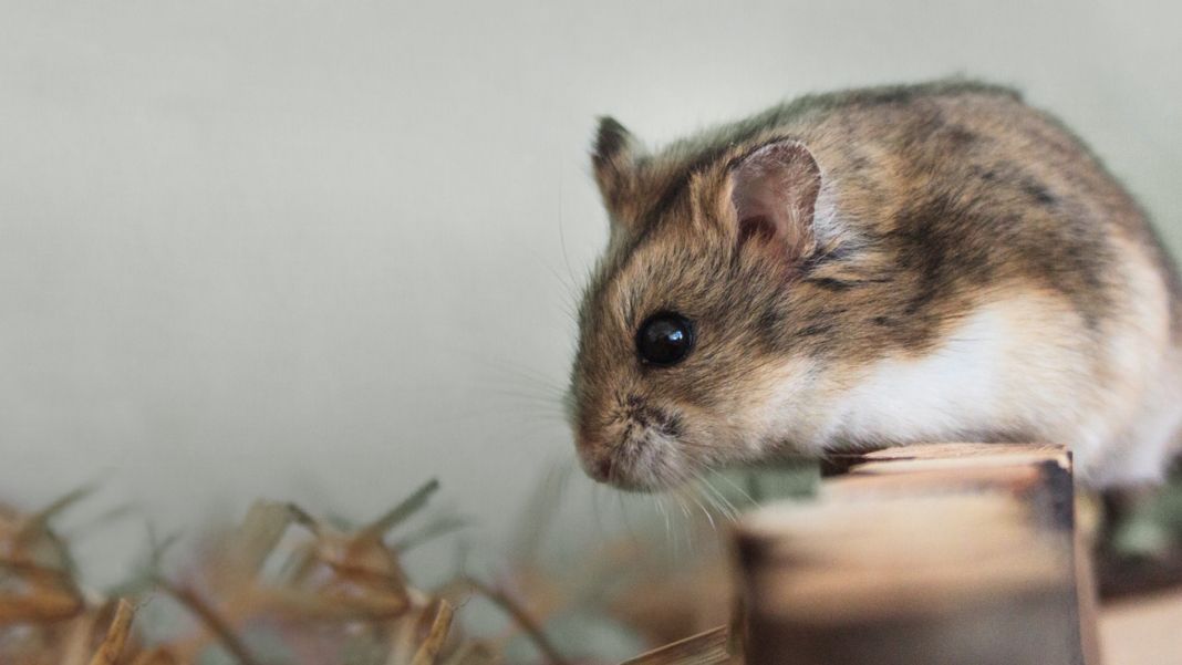 Cuándo acudir al veterinario para tratar la enteritis bacteriana en hámsters