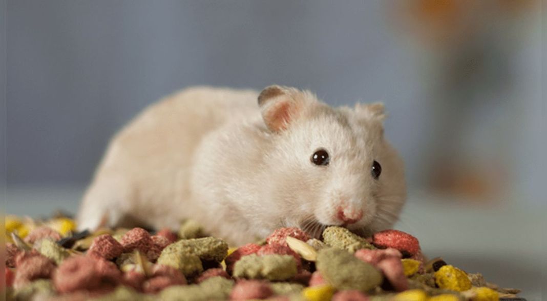 Síntomas de la enteritis bacteriana en hámsters