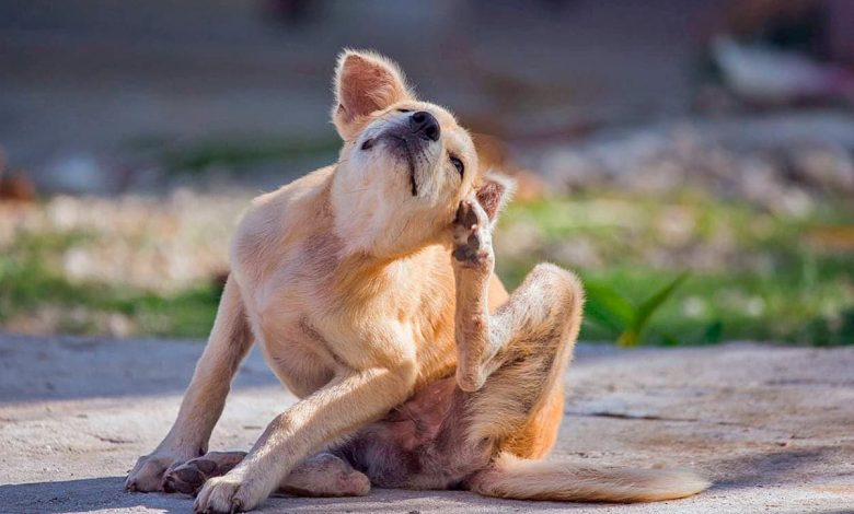 Pulgas en los perros