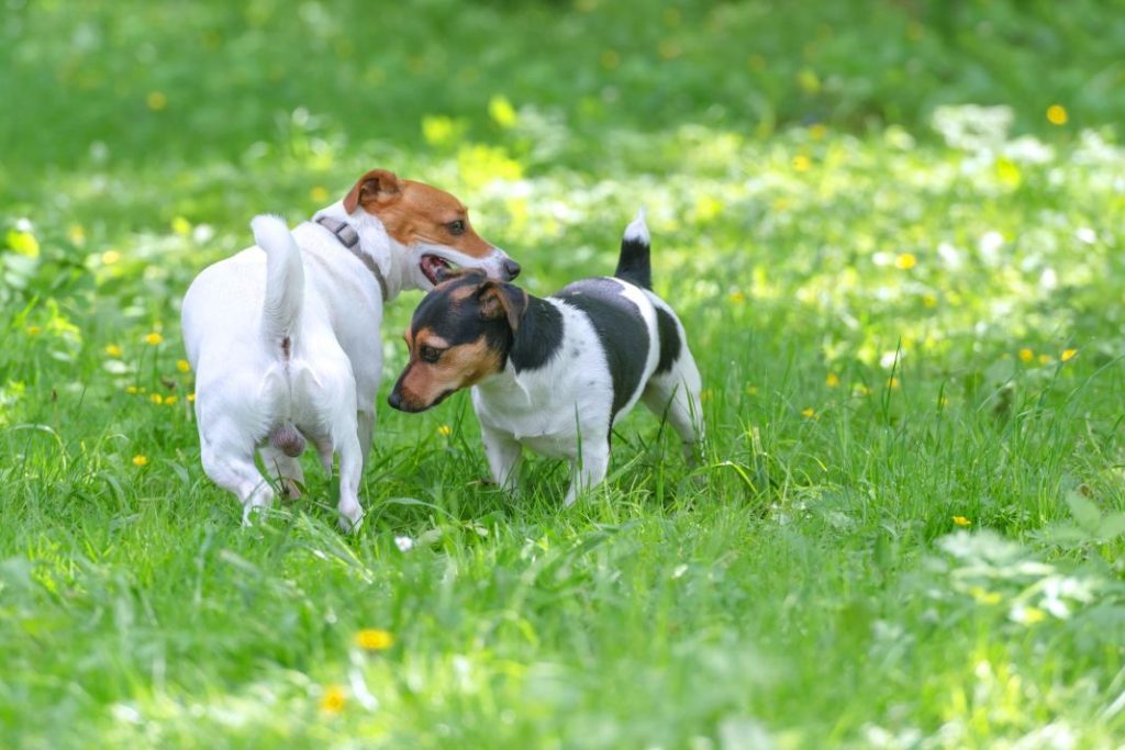 Qué es el ciclo de celo canino