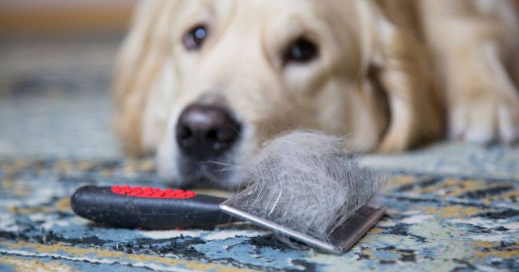 Qué es la muda de pelo en los perros