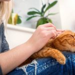 Cómo hacer que tu gato sea más cariñoso