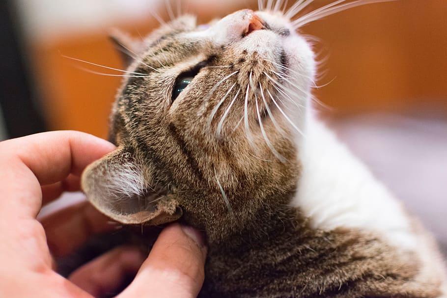 Dedica tiempo de calidad a tu gato