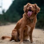 Por qué mi perro jadea mucho: estas pueden ser las razones