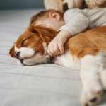 ¿Sueñan los perros? Esto dicen los expertos