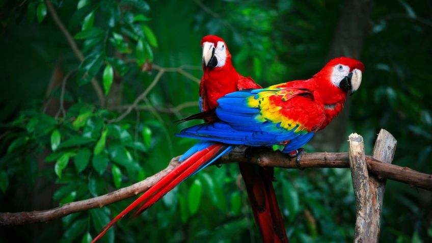 Aves