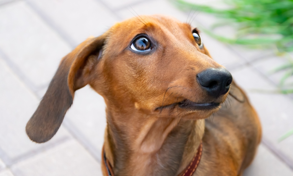 Comunicacion canina Vida.es