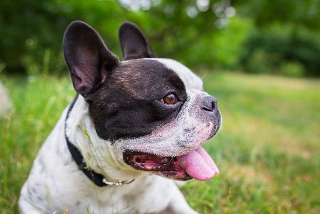 El Bulldog Francés