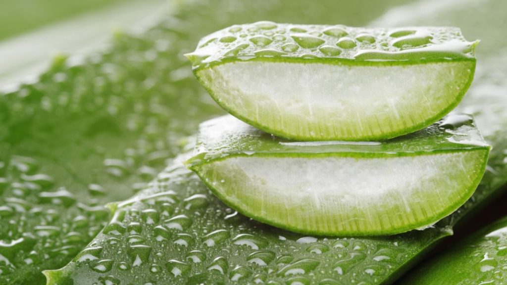 Origen y características del Aloe Vera