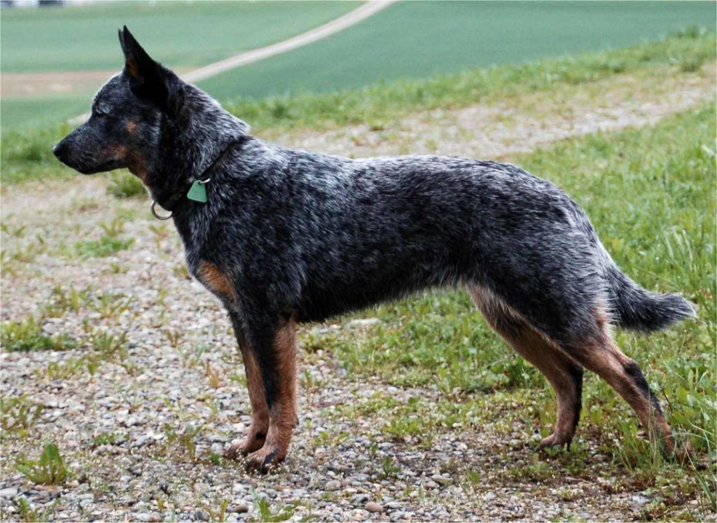 Australian Cattle Dog Vida.es