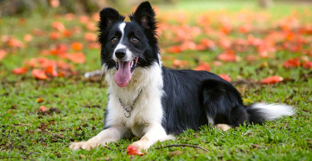 Border Collie