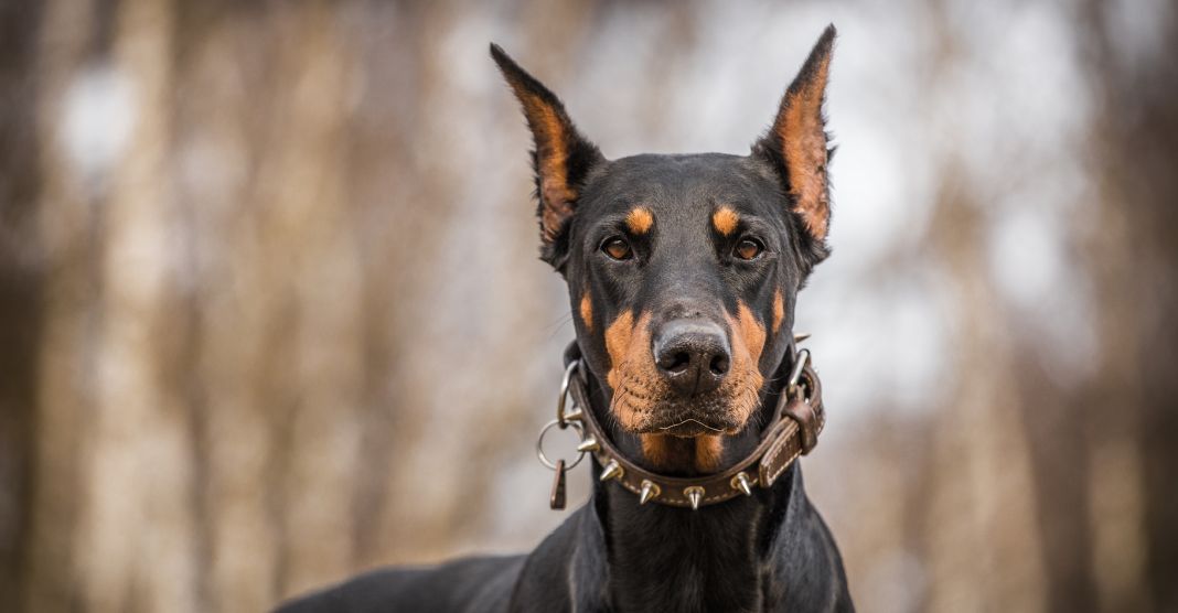 Dóberman Pinscher