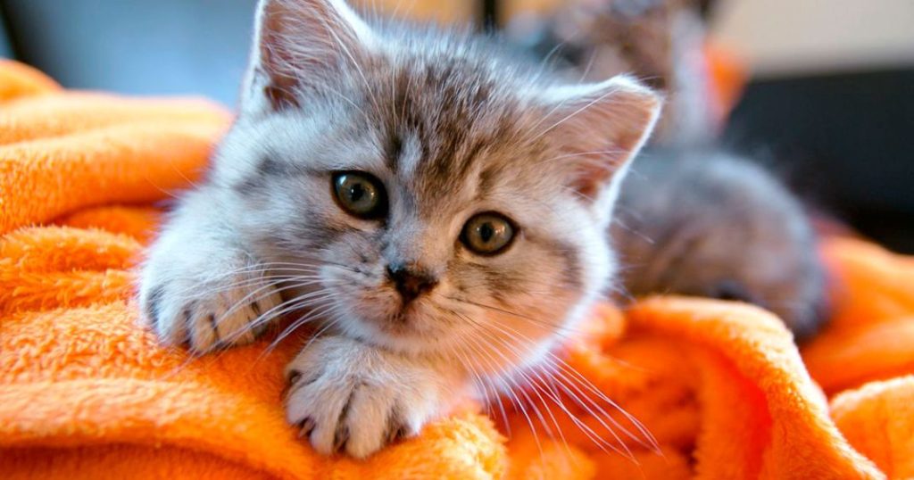 Evita que tu gato se moje