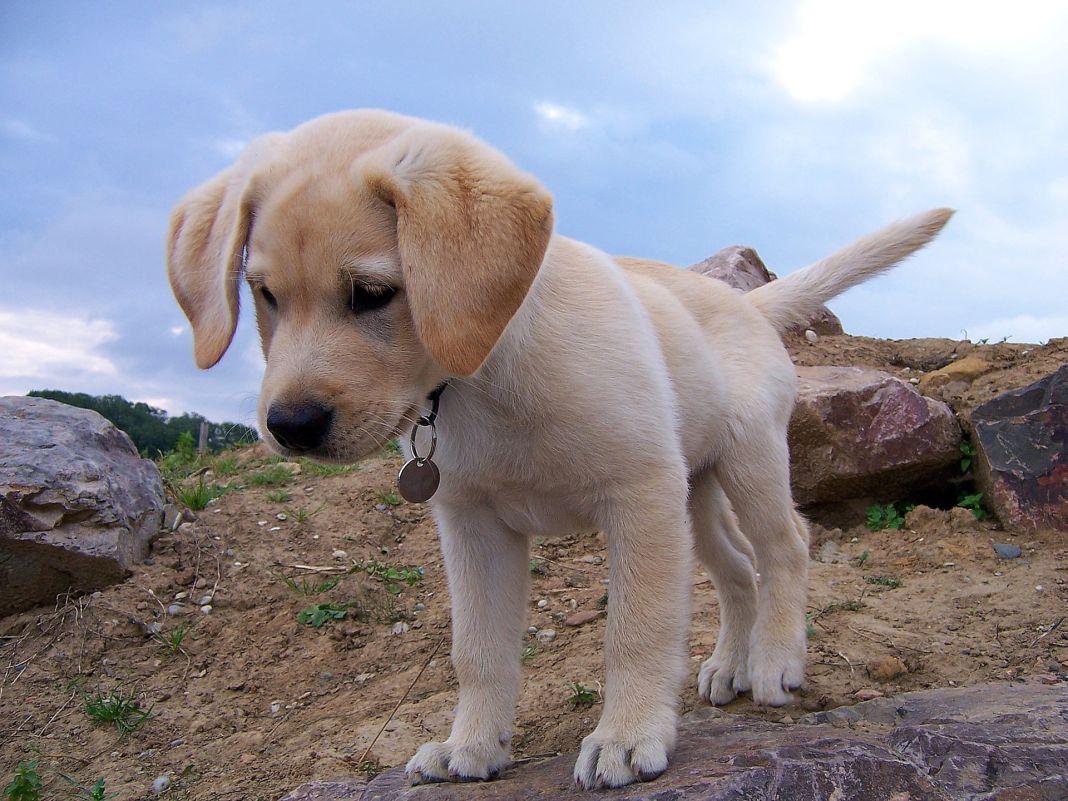 Labrador Retriever